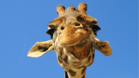 a giraffe looking up at the camera