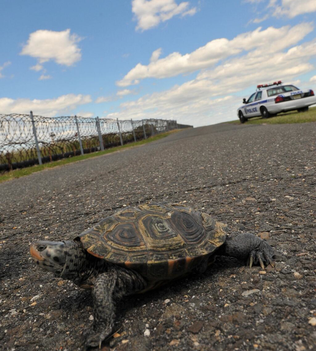 Turtles causing delays at JFK