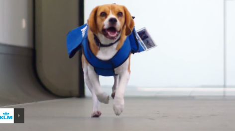 a dog wearing a blue vest running