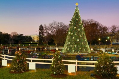 a large christmas tree in a park