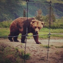 Brown Bear (Anchorage, AK: June 2014)