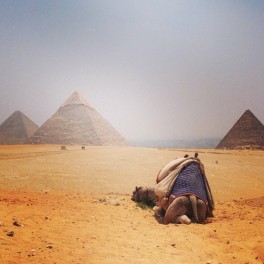 a camel lying in the sand with pyramids in the background