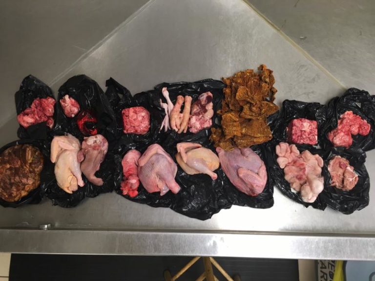 Woman Arrested At Dallas Airport With Raw Animal Brains In Luggage