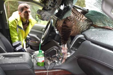 30-pound wild turkey killed in crash with rental car in Indiana