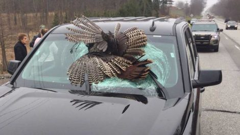 30-pound wild turkey killed in crash with rental car in Indiana