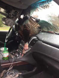 30-pound wild turkey killed in crash with rental car