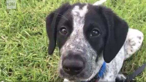Bomb Detector Trainee Puppy Shot