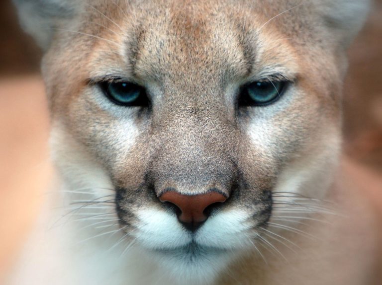 Man Stopped by TSA with Dead Cougar in Luggage