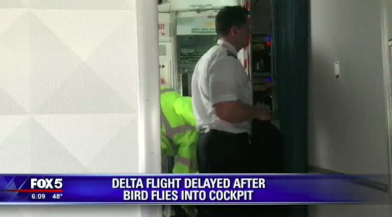 Bird Flies Into Cockpit of Delta Flight, Forcing Plane to Return to Airport