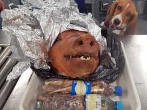 Beagle Sniff out Pig Head