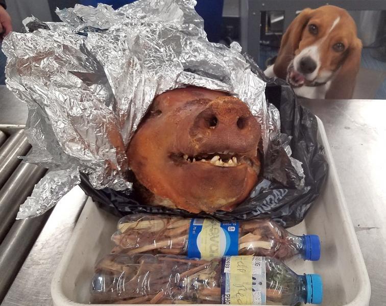 Doggy Bag: Beagle Sniffs Out Pig Head in Luggage at Atlanta Airport