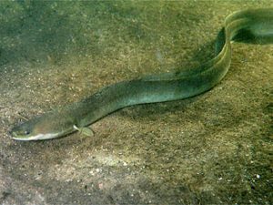 Live eels in their suitcases