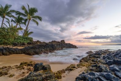 a rocky beach with palm trees