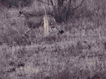 a cheetahs in a field