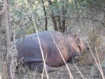 a hippo lying in the woods