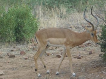a gazelle with horns walking in the dirt