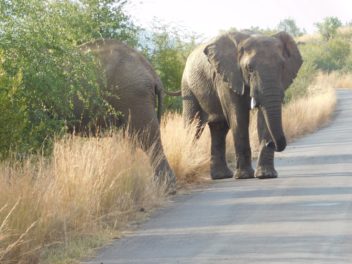 a couple of elephants walking on a road