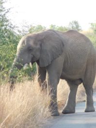 an elephant walking on a road
