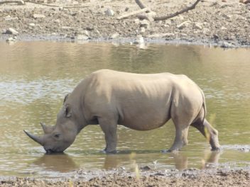 a rhino drinking water from a body of water