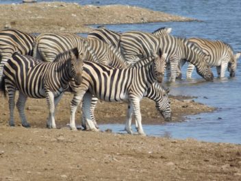 a group of zebras drinking water